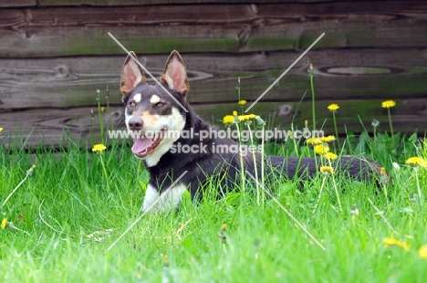 Australian Kelpie lying on grass