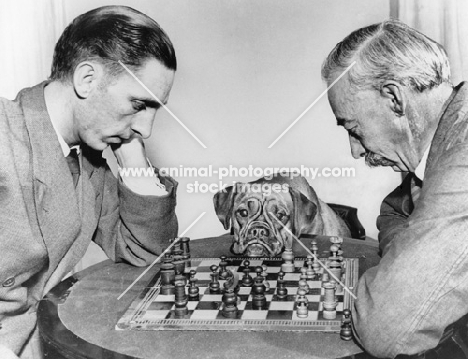 two men playing chess game with dog in middle with head on table