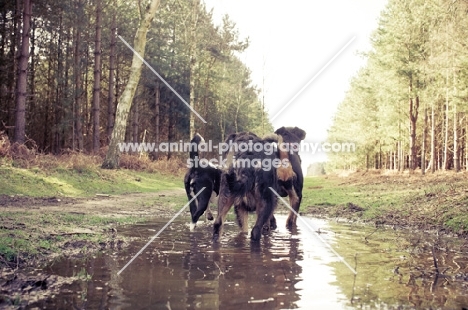 Back view of dogs paddling in a puddle