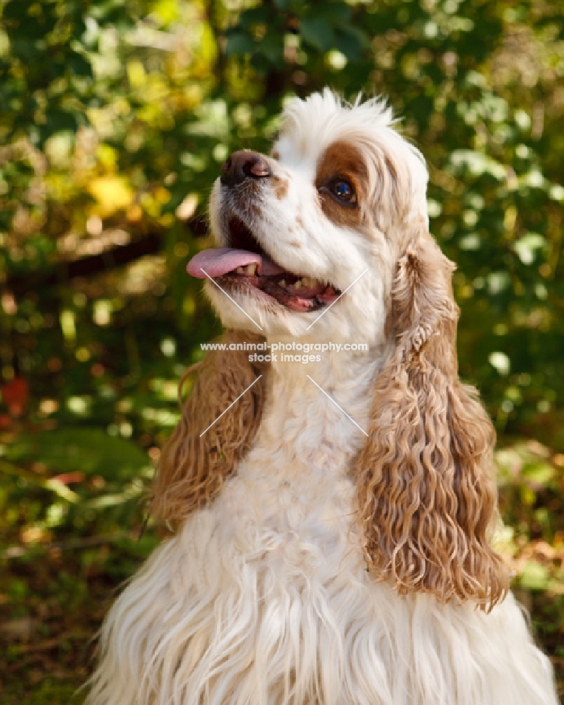 American Cocker Spaniel