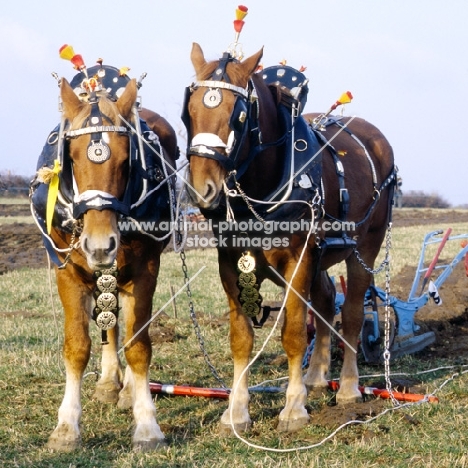 well decorated suffolk punch horses  in ploughing competition at paul heiney's farm 