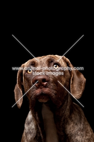 young Dogo Canario on black background