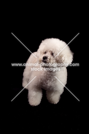 Bichon Frise on black background