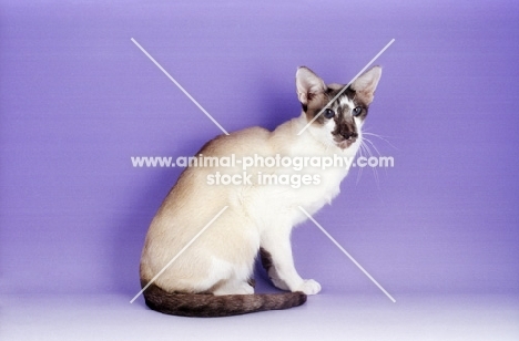 Seychellois cat sitting on purple background, rare breed