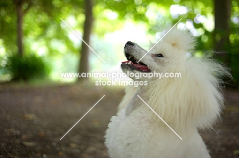 white miniature poodle posing in a beautiful forest scenery