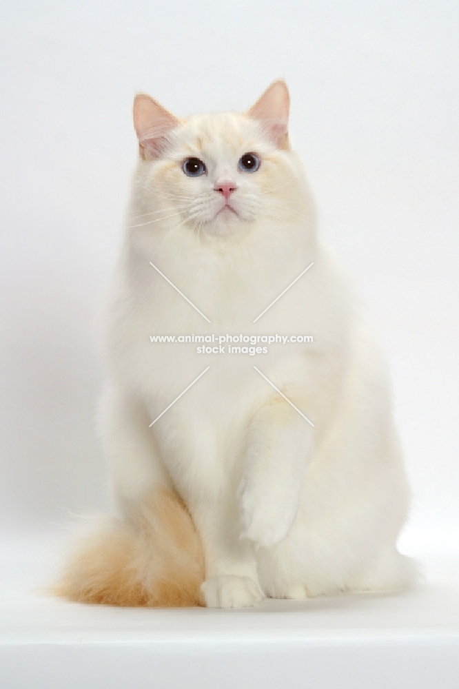 Cream Point Bi-Color Ragdoll cat