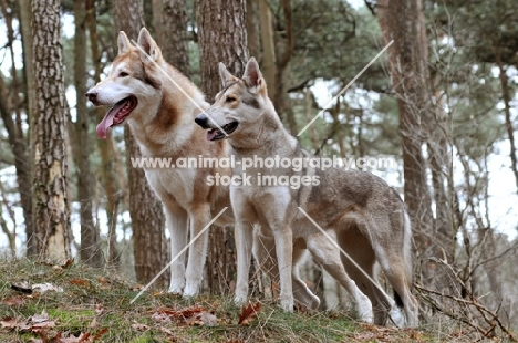 two Saarloos Wolfhounds