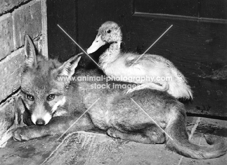 duckling resting on fox