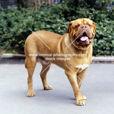 dogue de bordeaux standing on a path