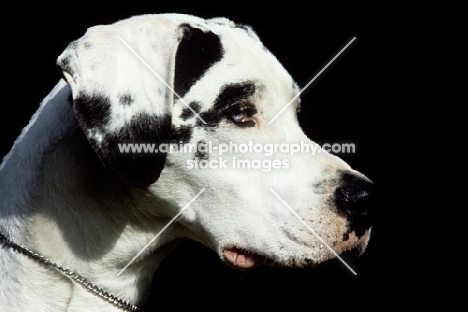 portrait of a harlequin great dane from helmlake