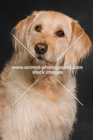 Goldendoodle head study