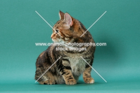 Brown Classic Torbie Manx cat on green background