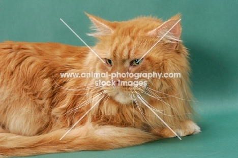 Maine Coon, Red Classic Tabby