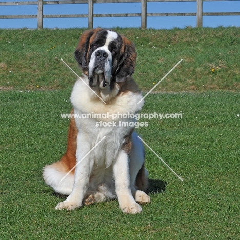 Saint Bernard, front view