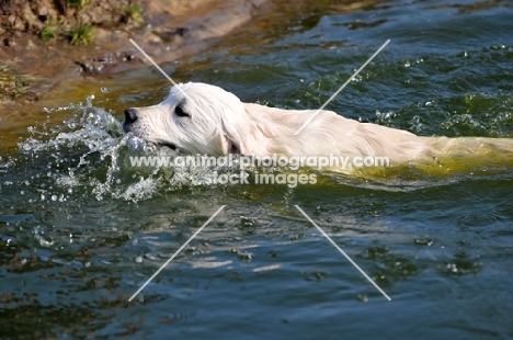 young Golde Retriever swimming