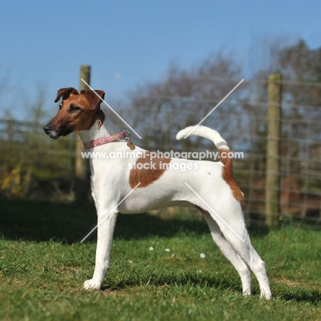 smooth Fox Terrier