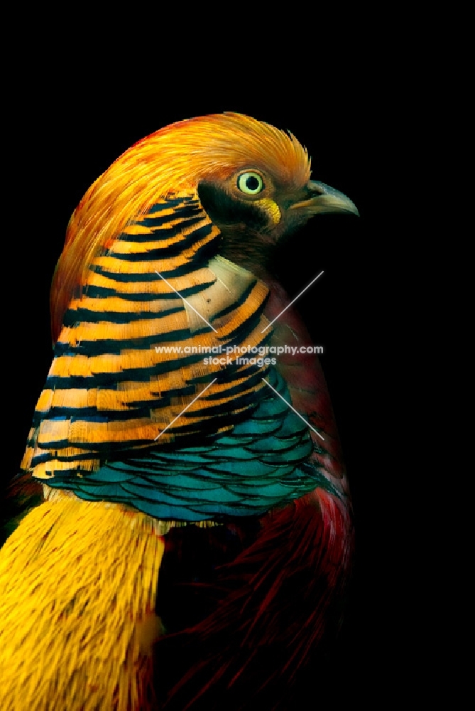 golden pheasant on black background