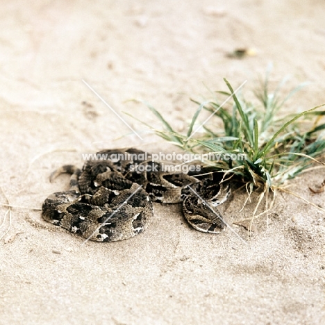 puff adder in tanzania