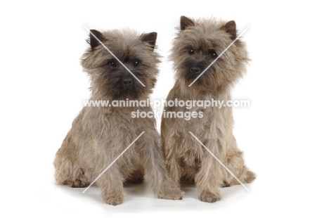 two Cairn Terriers on white background