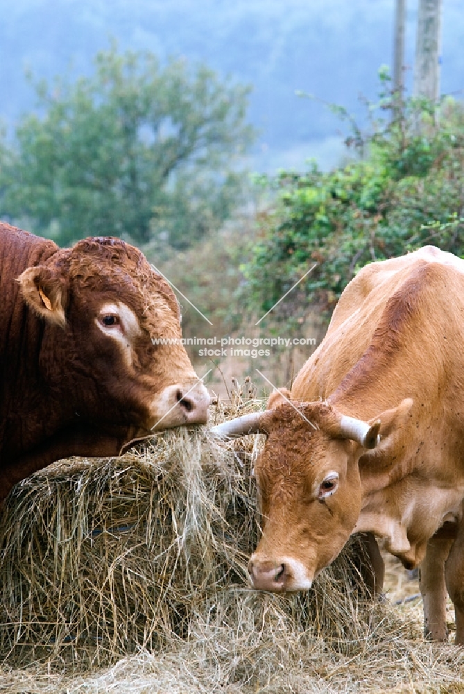 limousin bull and cow