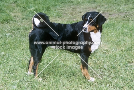 appenzeller standing on grass
