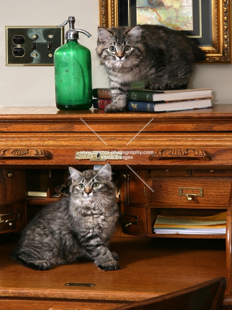 Two kittens on roll top desk, with green glass bottle, books and painting in background.