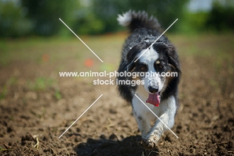 black tri color australian shepherd walking in a field