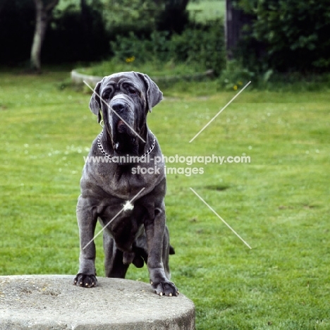 neapolitan mastiff with front legs on pedestal, frowning