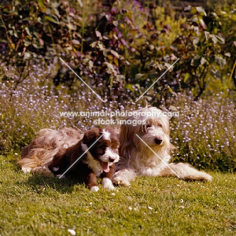 willison's bearded collie and puppy lying and sitting on grass