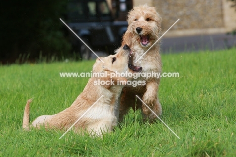 Cockerpoo (Cocker x Poodle) playing