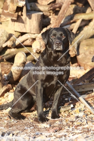 Labrador near logs