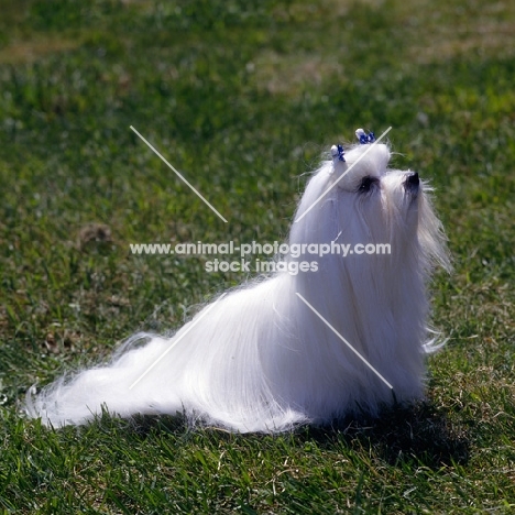 am ch fable-kathan's velveteen rabbit,  maltese in usa sitting on grass