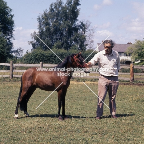 maroun, caspian pony stallion with man 