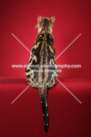 marbled Bengal on red background