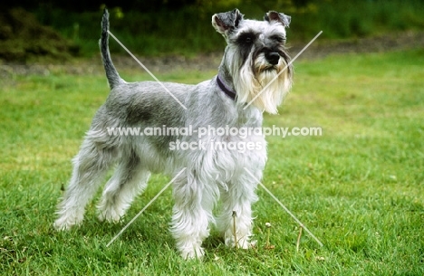 undocked miniature schnauzer