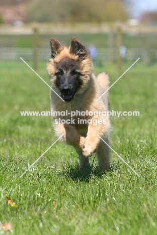 Belgian Shepherd Dog, Malinois puppy