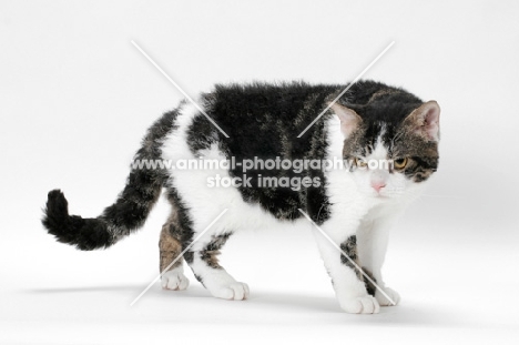 American Wirehair cat, Brown Classic Tabby & White coloured