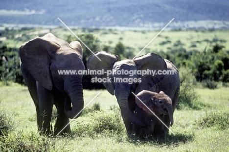 family of elephants in addo elephant park