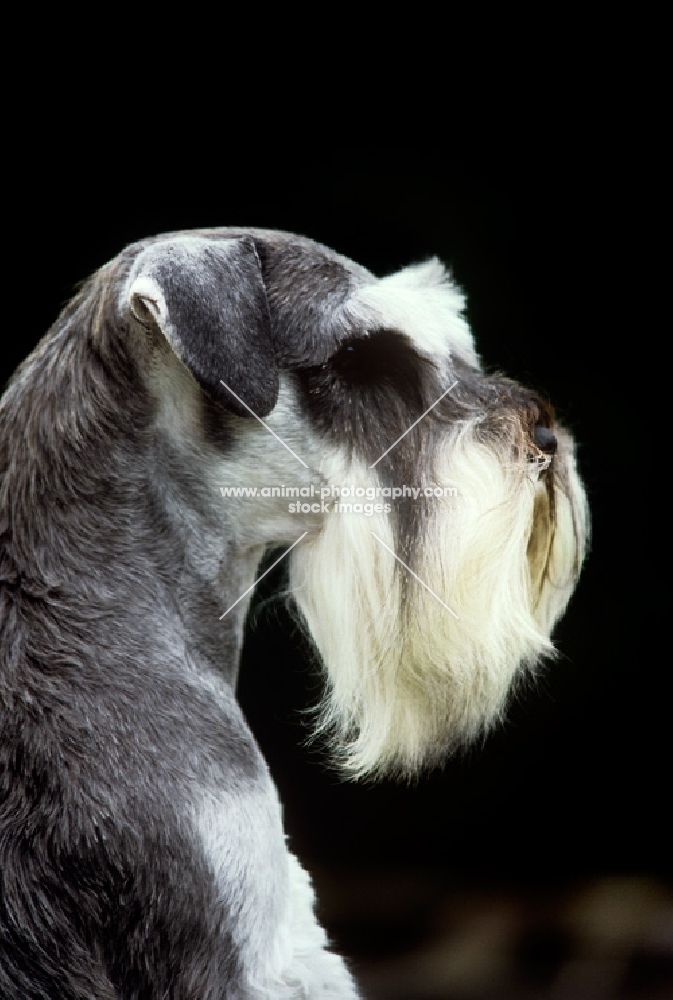 side view portrait of champion miniature schnauzer