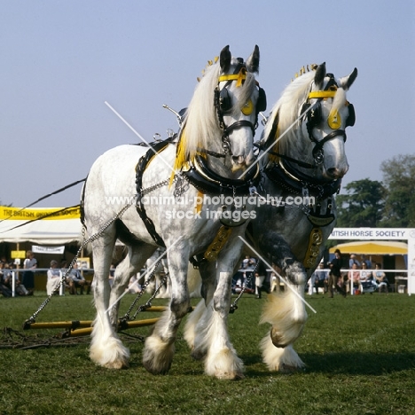 shire horses in musical drive of heavy horses