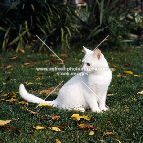 ch dellswood saint orange eyed white short hair cat sitting on grass with leaves
