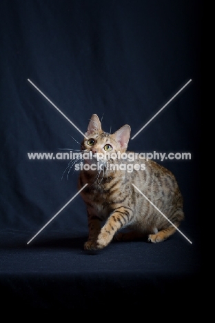 bengal cat crouching, one front leg up and looking up, studio shot on black background