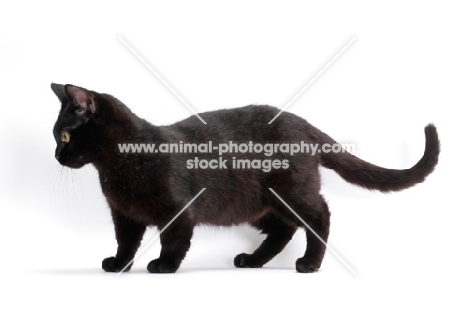 black shorthaired Munchkin on white background