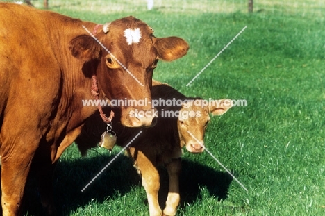 guernsey cow with her calf