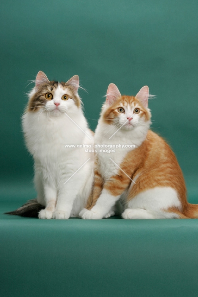 two Siberians on green background