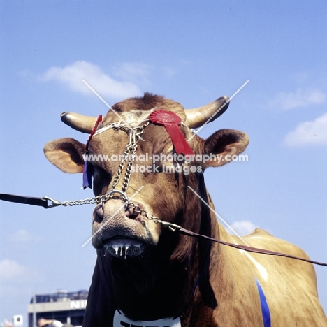 guernsey bull at show