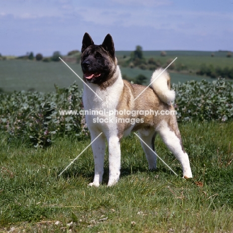 akita standing against greenery