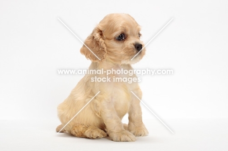 American Cocker Spaniel puppy sitting down