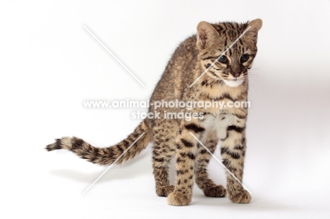 Geoffroy's cat in studio, Golden Spotted Tabby colour