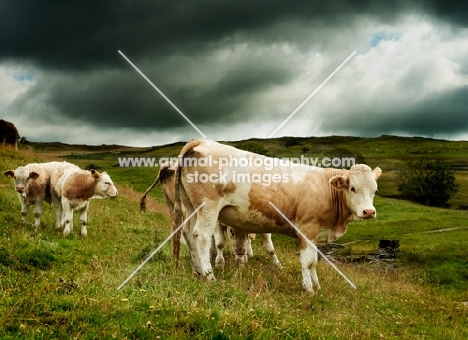 Simmental cows in Lake District